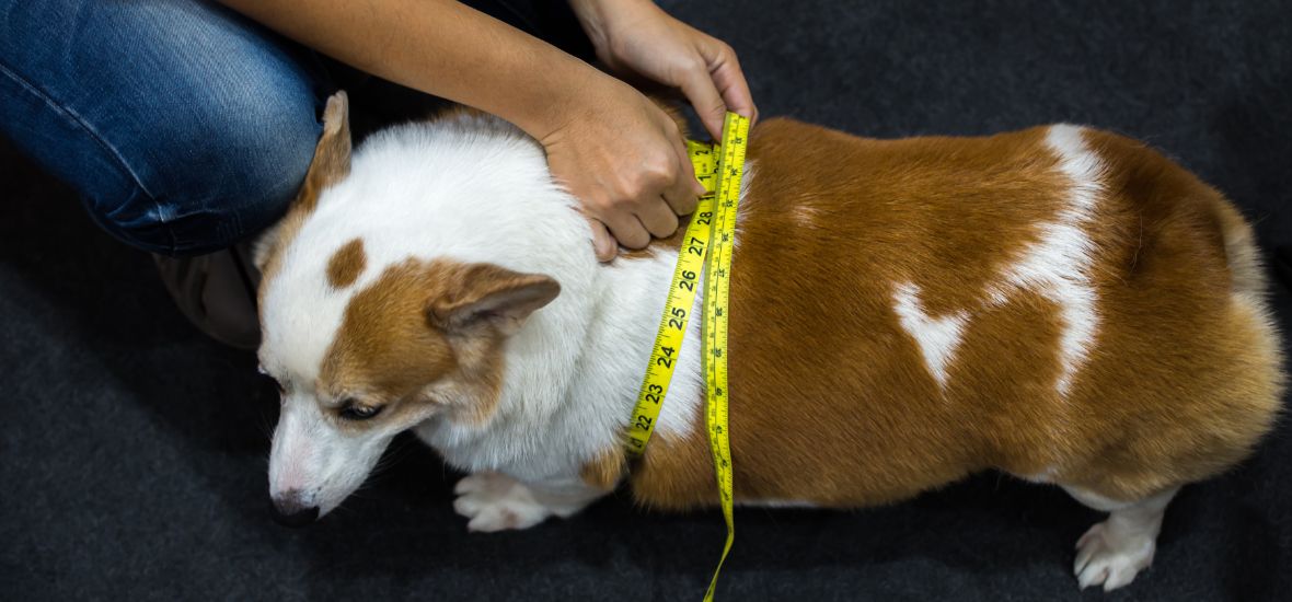 chien en surpoids tour de taille